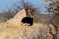 Ostrich Struthio camelus, in Etosha, Namibia