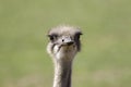 Ostrich Struthio camelus face