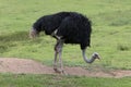 An ostrich (Struthio camelus - family Struthionidae, of flightless birds) walks in the pasture looking for food Royalty Free Stock Photo
