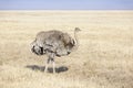 Ostrich (Struthio camelus) female foraging Royalty Free Stock Photo