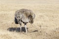 Ostrich (Struthio camelus) female foraging Royalty Free Stock Photo