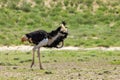 Ostrich, in Kalahari,South Africa wildlife safari Royalty Free Stock Photo