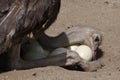 Ostrich (Struthio camelus) inspects its eggs in the nest. Royalty Free Stock Photo