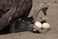 Ostrich (Struthio camelus) inspects its eggs in the nest.