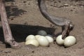 Ostrich (Struthio camelus) inspects its eggs in the nest.