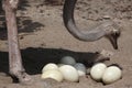 Ostrich (Struthio camelus) inspects its eggs in the nest. Royalty Free Stock Photo