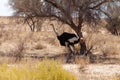 Ostrich Struthio camelus, Kgalagadi, South Africa, safari wildlife Royalty Free Stock Photo