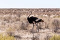 Ostrich Struthio camelus, in Kgalagadi, South Africa Royalty Free Stock Photo