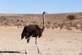 Ostrich Struthio camelus, in Kgalagadi, South Africa Royalty Free Stock Photo