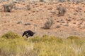 Ostrich Struthio camelus, in Kgalagadi, South Africa Royalty Free Stock Photo