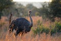 Ostrich (Struthio camelus)