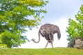 Ostrich, struthio camelus, in a landscape with grass and trees Royalty Free Stock Photo