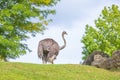 Ostrich, struthio camelus, in a landscape with grass and trees Royalty Free Stock Photo
