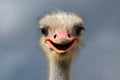 Ostrich (Struthio camelus). Royalty Free Stock Photo