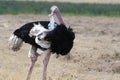 Ostrich - struthio camelus - plucking the feathers, Ngorongor Crater, Tanzania Royalty Free Stock Photo