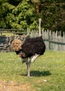 Ostrich, Struthio camelus male shitting in the grass