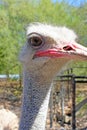 Curious, Interested Ostrich, Oudstshoorn, South Africa