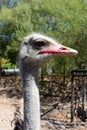 Curious, Interested Ostrich, Oudstshoorn, South Africa