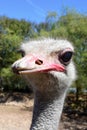 Curious, Interested Ostrich, Oudstshoorn, South Africa