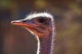 Ostrich struthio camelus in the Namibian Kalahari