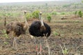 Ostrich (Struthio camelus)