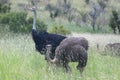 Ostrich (Struthio camelus)