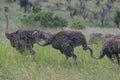 Ostrich (Struthio camelus)