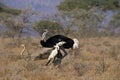 Ostrich, struthio camelus, Pair Mating, Samburu Park in Kenya