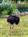 The ostrich Struthio camelus