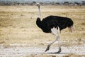 Ostrich Struthio camelus, standing male in dry grass, Etosha National Park, Namibia Royalty Free Stock Photo