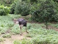 Arabian ostrich,Greater rhea, emu, The greater rhea is a species of flightless bird native to eastern South America Royalty Free Stock Photo