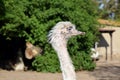 Ostrich Struthio Camelus Head Closeup Stock Photo