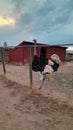 Ostrich at sundown Terry Bison ranch Royalty Free Stock Photo