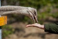 Ostrich takes food from a woman`s hand, feeding an ostrich at the zoo, ostrich eats cabbage Royalty Free Stock Photo