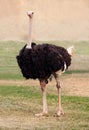 Big ostrich