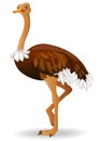 Ostrich