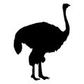 Ostrich vector illustration black silhouette Royalty Free Stock Photo