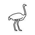 ostrich. Vector illustration decorative design