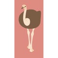 Ostrich vector illustration flat style front side Royalty Free Stock Photo