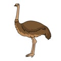 Ostrich vector illustration.Ostrich stock image vector Royalty Free Stock Photo