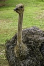 Ostrich Royalty Free Stock Photo