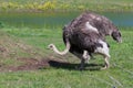 Ostrich walking around in the field Royalty Free Stock Photo
