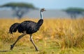 Ostrich walking on the dry grass in the wilderness a Royalty Free Stock Photo