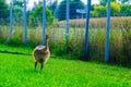 Ostrich walking leisurely across a lush green grassy field, with a fence in the background