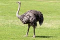 Ostrich walking proud on green grass, England Royalty Free Stock Photo