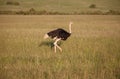 Ostrich walking on savanna in Africa. Safari.