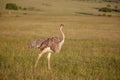 Ostrich walking on savanna in Africa. Safari.