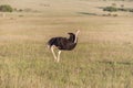 Ostrich walking on savanna in Africa. Safari