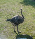 Ostrich walking in the spring park along the road