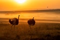 Ostrich walking at sunrise Royalty Free Stock Photo